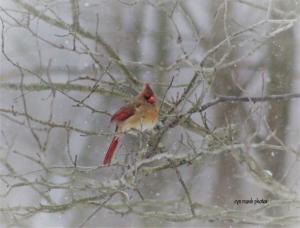 cardinal