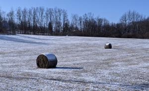 frosted shredded wheat