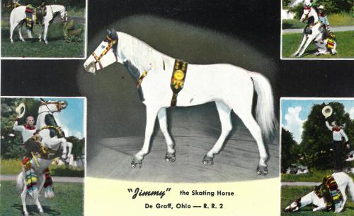 jimmy the skating horse